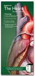 Anatomical Chart Company's Illustrated Pocket Anatomy: Anatomy of the Heart Study Guide