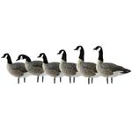 Avian-X Painted Active Lesser Goose Decoys 6 Pack, One Size, AVX9008, Realistic
