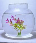 ADecor Crystal Clear Aquarium, Round Collar Vase, Fish Pot for Home & Centre Table Decoration (12 inches)