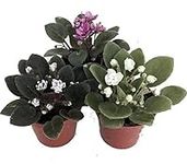 Miniature African Violet - 3 Plants
