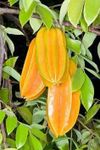 PLANT EXOTIC SWEET STAR FRUIT Carambola/Kamranga,Foreign Peach,Five Corners Healthy Plant | All Season Live Plant Hybrid Grafted Original Variety Outdoor Garden Nursery Plant