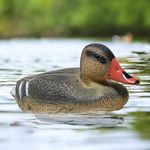 Duck Decoy For Pool