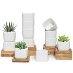 T4U Square Succulent Pots Set of 12, Small Ceramic Plant Pots, Succulent Planter Pot with Tray, White Flower pots Cactus, Small Planters for Indoor Plants for Home Decor, Christmas and Birthday Gift