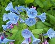 12 Virginia bluebells rhizoms,Merte