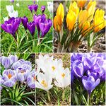 50 x Crocus Bulbs - Large Flowering Mixed Crocus Bulbs - Spring Flowering Bulbs - for Planting Now - Mixed Colours - UK Seller