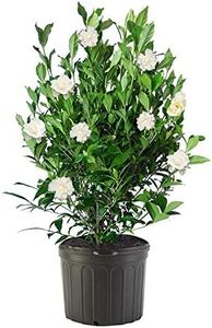 Shrub Augu