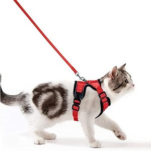 Pettorina 