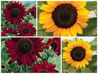 80 Red Sunflower Seeds Plus 100 Giant Yellow Seeds Flower Seeds by Pretty Wild Seeds