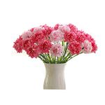 Fresh Cut Carnations