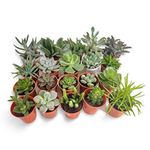 Creative Farmer Indoor Plant For Office Desk Assorted Succulent (Pack Of 6) House Home Décor|Indoor Plants|Living Room|Air Purifying|Balcony|Decoration|Dining Table|Kitchen - Best (Healthy Live Plant)