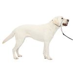 PetSafe Gentle Leader Head Collar with Training DVD, LARGE 60-130 LBS., SILVER