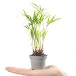 Baby Palmour Palm Plant - Chamaedorea Elegans Small Evergreen Houseplant | Air Purifying Indoor Plant for Home, Office, Kitchen, Bathroom | Grow Your Own Baby Plants