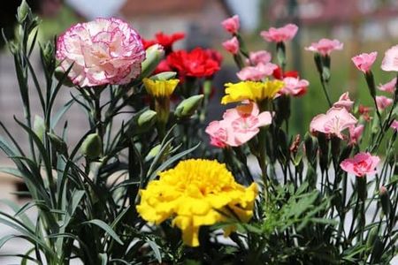 50+ Carnation Double Flower Mix Seeds for Home Gardening and Planting Seeds