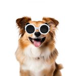 Enjoying Dog Sunglasses Small Breed, UV Protection Goggles for Dogs Small Breed, Outdoor Doggy Goggles, Anti-Fog/Wind/Dustproof Dog Glasses for Small Dogs Eye Protective, Panda White