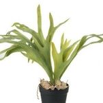 Plantsworld Staghorn Fern - Platycerium superbum Live Plant