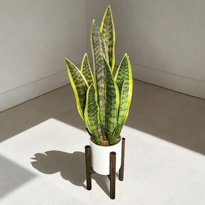 GreenBoxx Artificial Snake Plant Pot, 27" Portable Faux Potted Air-Purifying Indoor Plant | Home Décor Window Décor Arrangement Garden Ceramic Pot & Stand Included (White Pot, Green-Yellow)