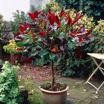 YouGarden Photinia 'Little Red Robin' Standard Tree in a 3L Pot 70-80cm Tall, Supplied as 1 x Photinia Standard Tree in Pot Ready to Plant Out in Pots, Containers and Gardens