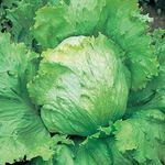 PREMIER SEEDS DIRECT - Lettuce - Saladin - ICEBURG Type - 5 Grams