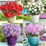 [x4] Dwarf Rhododendron Collection | Variety-Pack | Evergreen Shrubs | Pot Plants