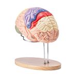 VEVOR Human Brain Model Anatomy, 2X Life-Size 4-Part Human Brain Anatomical Model with Labels & Display Base, Color-Coded Detachable Brain Model for Science Research Teaching Learning Study Display