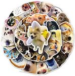 Meme Cat Stickers for Laptop (50 PCS),Gift for Children Teens Adults Girl Boys,Waterproof Stickers for Water Bottle,Cat Vinyl Stickers for Scrapbook,Skateboard,Bike,Phone,Dairy