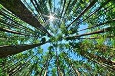 Tall Pine Tree Canopy Rising High f