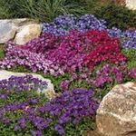 Deer Resistant Perennials