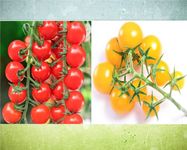 Tomato Varieties