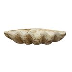 Creative Co-Op Coastal Decorative Magnesia Clamshell, Natural Décor, Ivory