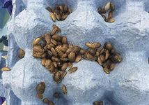 Livefood UK Live Feeder Roach Blaptica Dubia Baby size 4-10mm (Tub of 70 Cockroach)