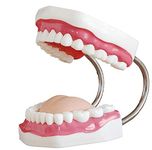 QTMY Large Anatomical Dental Teeth Models 1:6 - Dentist Teaching Oral Hygiene Model