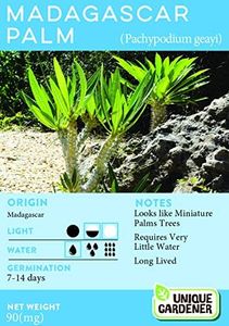 Exotic Madagascar Palm (Pachypodium geayi) Seeds Count: 12 Seeds