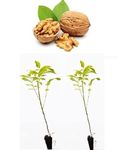 Healthy Vibe Sweet Akhrot Live Plant Friut Indian Kashmiri Walnut 1.5-2.5ft Healthy Live Plant-Pack of -2