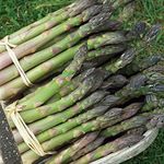 Asparagus 'Mary Washington' Seeds H