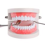 Standard Teeth Model, YOUYA DENTAL Kids Dental Teaching Brushing Model Teeth Study Supplies Adults Standard Typodont Demonstration Teeth Model (without Wisdom Teeth)