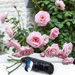 Bare Root Pink Climbing Rose 'Bloss