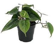 Heart Leaf Philodendron - Easiest H
