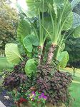 UGALOO Colocasia gigantea Thailand Giant Thai Giant Live Plant - 1 Healthy Live Plant