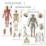 Palace Learning 3 Pack - Muscle + Skeleton + Nervous System Anatomy Poster Set - Muscular and Skeletal System Anatomical Charts - Laminated 18" x 24"