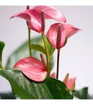 LITTLE JUNGLE Anthurium Pink with Flowers - Healthy Live Plant with White Pot, Air Purifying Plant, Indoor Plants for Living Room, Gifting, Bedroom, Kitchen, Garden, Balcony, Home Décor & Office Desk