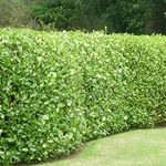 5 Griselinia Littoralis Hedging Evergreen Plants Fast Growing Shrubs 50-70cm Potted Sunnyside Nurseries