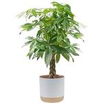 Costa Farms Money Tree Live Plant, 