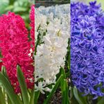 Carbeth Plants - 9 x Hyacinth Spring Bulbs Traditional Mix - Highly Fragrant Outdoor Flowering Perennials - UK Hardy Low Maintenance Pollinator Friendly - Grow in Beds, Borders and Patio Pots