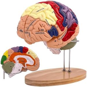 Human Brain Model Anatomy, 2X Life Size Human Brain Anatomical Model for Neuroscience with 4 Color-Coded Detachable Brain Model for Neuroscience Psychology Science Research Medical Learning
