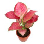 Urban Plant Aglaonema Red Natural Live Plant – Stunning Indoor Plant for Home & Office | Air Purifying, Low Maintenance | Brightens Living Room, Kitchen, and Office Space (Small [Nursary Pot])