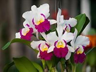 Oxiflora Orchid flowers "Cattleya Orchid" Grafted hybrid - 1 Healthy Live Super Yielding Early Flower Plant' 1-1.5 Ft Height in Nursery Grow Bag for Home Garden