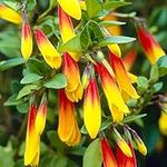 Jacobinia Pauciflora Brazilian Fuchsia Evergreen Perennial Flowering Shrub (20-30cm (Incl. Pot))