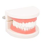 Jomnvo Dental Teeth Teaching Model Teeth Dental Demonstration Model Tooth Model Anatomical Teeth Model for Teaching Practice (1)