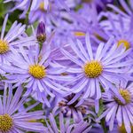 YouGarden Aster Frikartii Footki 'Monch' in a 9cm Pot, Garden Ready Plants, Ready to Plant Out in Gardens and Pots, Supplied as an Established Plant