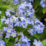 Myosotis Mon Amie Blue | Forget-Me-Not Garden Ready Bedding Plants 6 Pack